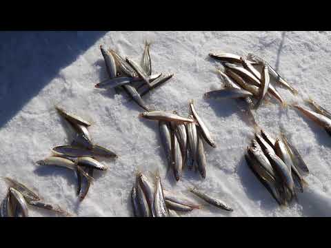 別海町尾岱沼海岸の氷上チカ釣り2022 2 10UP