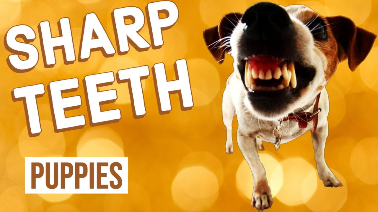Why Do Puppies Have Sharp Teeth?