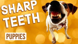 Why Do Puppies Have Sharp Teeth?