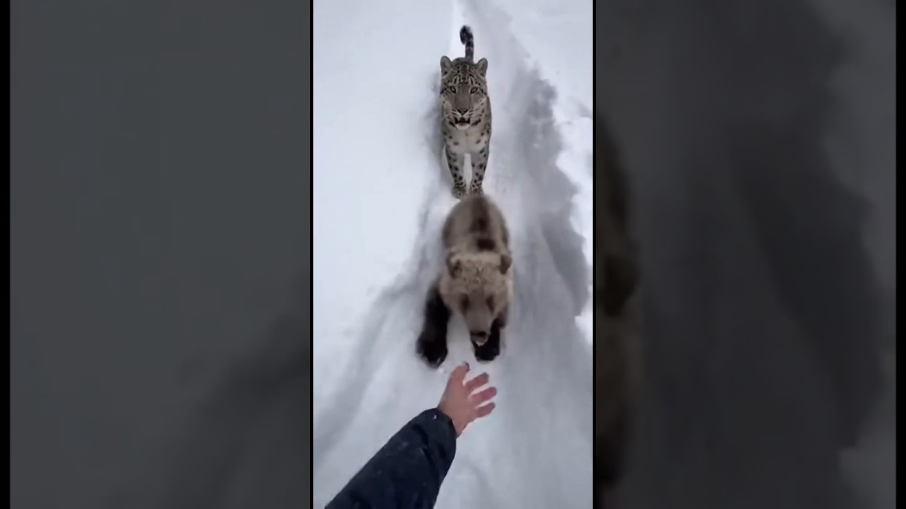 Snow Trail Safe Haven — Hiker Shields a Bear Cub
