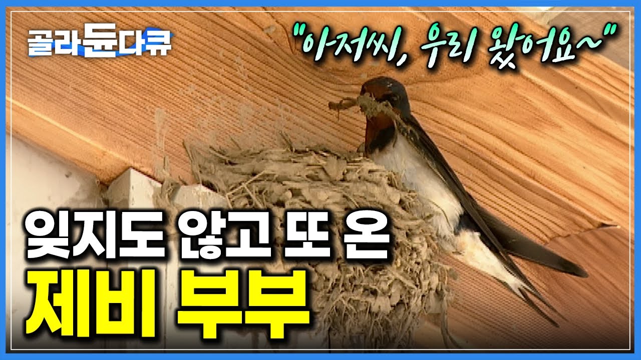 ‘여기가 둥지 맛집’ 매년 봄이면 어김없이 찾아오는 제비 부부｜제비집만 500여 개. 사람보다 제비가 많은 시골마을 ‘호촌리’｜하나뿐인 지구｜