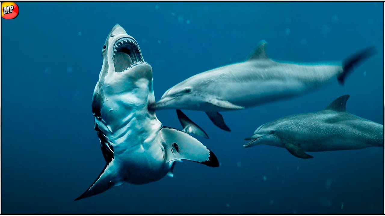 Los tiburones son oviparos o viviparos