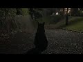 猫ちゃん達の餌やりさん待ちライブ配信中!#live配信