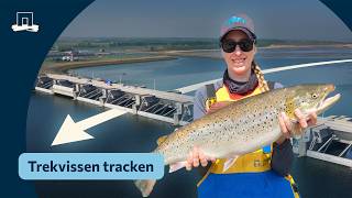 Download Lagu Hoe komen vissen door de Haringvlietdam? MP3