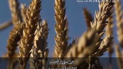 "إن الذين قالوا ربنا الله ثم استقاموا" ما تيسر من سورة فصلت