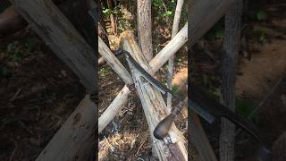 Restored antiques-debarking Loblolly pine logs with Hewing hatchet & Draw knife #shorts #shortvideo