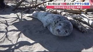 ゴマフアザラシの赤ちゃん天国へ 懸命の治療も発見から2日後に… 「アザラシ発見したら触らずに連絡を」 (21/05/18 12:00)