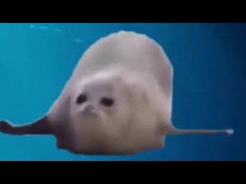 Bouncing seal finds about that Covid 19 is happening