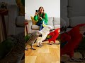 “4 Talking Parrots Do a Perfect Marching Parade 🦜😂”