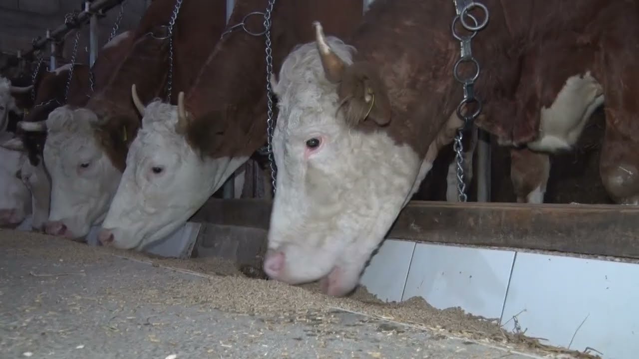 NAJBOLJA FARMA KRAVA u Kolubarskom okrugu - Farma Trišić, Lajkovac