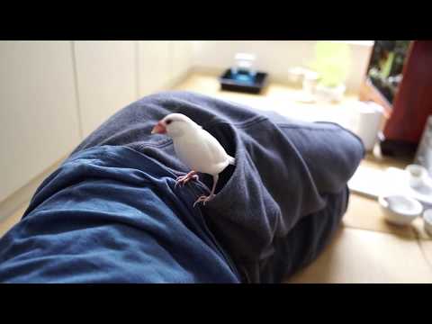 文鳥〈ポケットに入るよ〉