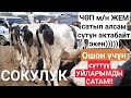 Саан уйлар арзан || Анткени, ЧӨП, ЖЕМ кымбат || Актабай калат экен САТАМЫН дейт