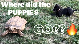 Our CANE CORSO puppies LEFT us!🥹🥳❤️ by Ivy League Cane Corso Kennel 2,172 views 9 months ago 3 minutes, 16 seconds