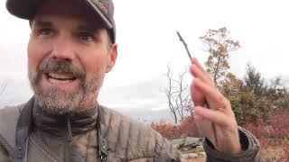 Northern Shrike - Learn A Bird - Episode