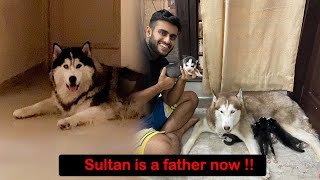 Our Sultaan Is Father now 
