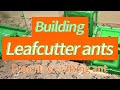 Leafcutter ant nest unboxing from @TheCraftingAnt !