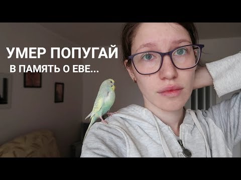 УМЕР ПОПУГАЙ | В ПАМЯТЬ О ЕВЕ...