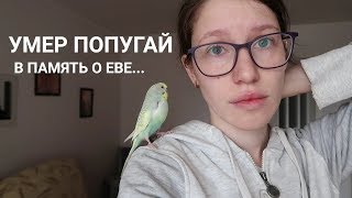 УМЕР ПОПУГАЙ | В ПАМЯТЬ О ЕВЕ... УМЕР ПОПУГАЙ | В ПАМЯТЬ О ЕВЕ...