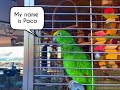 Paco Is Bringingbucutitoyou Paco Is Bringingbucutitoyou