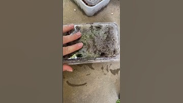 3 weeks and we have roots! #propagation #plantwithme #begonia