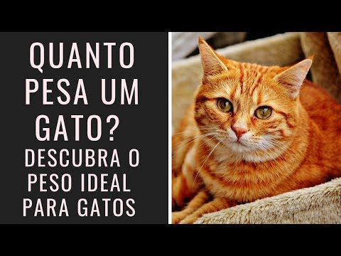 Vídeo: O Que é Peso Normal Para Um Gato