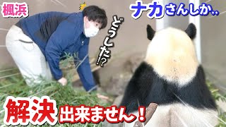 【パンダアイドル楓浜】竹を食べないふうひんもう、これはナカ飼育員しか解決できない問題です