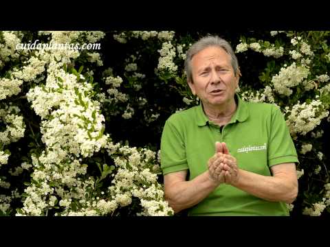 Vídeo: Jardí De Flors En Nivells