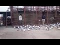 301 udan high flying pigeon at Kota rajsthan