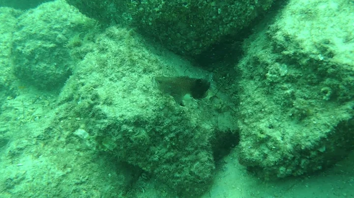 Cool fish in the Jetty