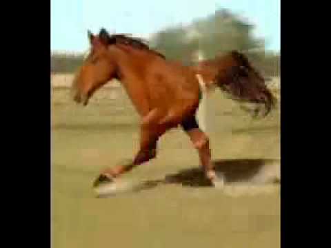 funny-2-legged-horse