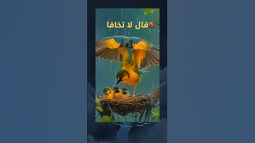 أكتب شيئ تؤجر عليه أخي الكريم 🕊️🤍🎧 #قرآن #اكسبلور #quran #qurantranslation #تلاوة_خاشعة #قران_كريم