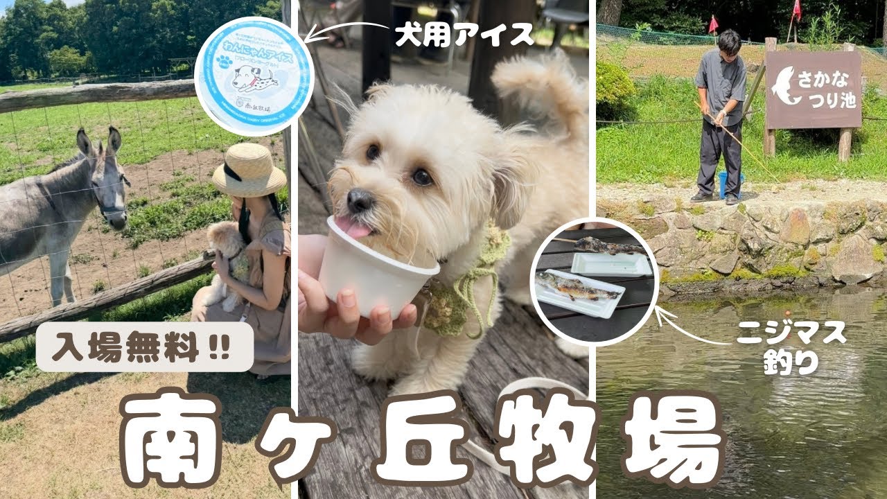 【犬同伴OK】入場無料で楽しめる夏休みにぴったりすぎる牧場を見つけました ︴ 南ヶ丘牧場