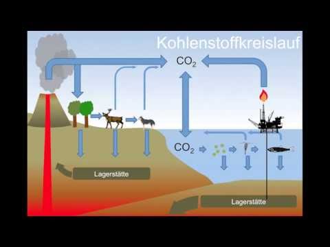 Video: Während der Photosynthese wird Kohlenstoff aus welchem Reservoir in welches Reservoir verschoben?