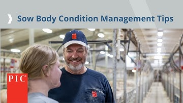Sow Body Condition Management Tips | Pig Improvement Company (PIC)