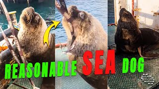 Guy Dangling Keys in Front of a Sea Lion While Talking to It