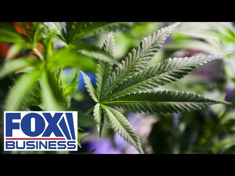 Will cannabis be legalized at the federal level? thumbnail