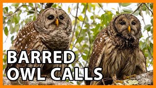 Barred Owl Calls, Owl Duet Sounds