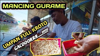 UMPAN KROTO UNTUK SEGALA JENIS IKAN | Terbukti GACOR | MANCING GURAME | KP MASTER CILIK