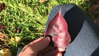 12/7 Observational: Ovate and Palmate Leaves, Oh my!