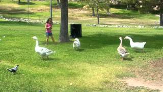 When Ducks Attack
