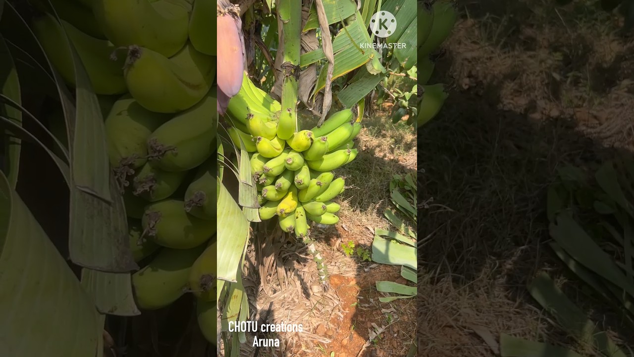Traditional way to ripen raw bananas/ banana harvesting in my farm