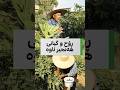بە ئاوی تانکی گەورە دەبێت ـ کاکە ڕەش باسی هەنجیرەکانی دەکات و قسەی جیاواز دەکات بە ئاوی تانکی گەورە دەبێت ـ کاکە ڕەش باسی هەنجیرەکانی دەکات و قسەی جیاواز دەکات