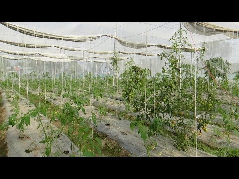 ५५ हजारको जागीर छोडेर व्यवसायिक तरकारी खेतीमा गजेन्द्र