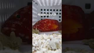 #アクアリウム #海水魚 #マリンアクアリウム #釣り #ハタ #新潟 #魚 #fish #fishing