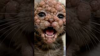¿Me adoptas? Te prometo que no te contagio... #gato #capibara #conejo #pato #ajolote