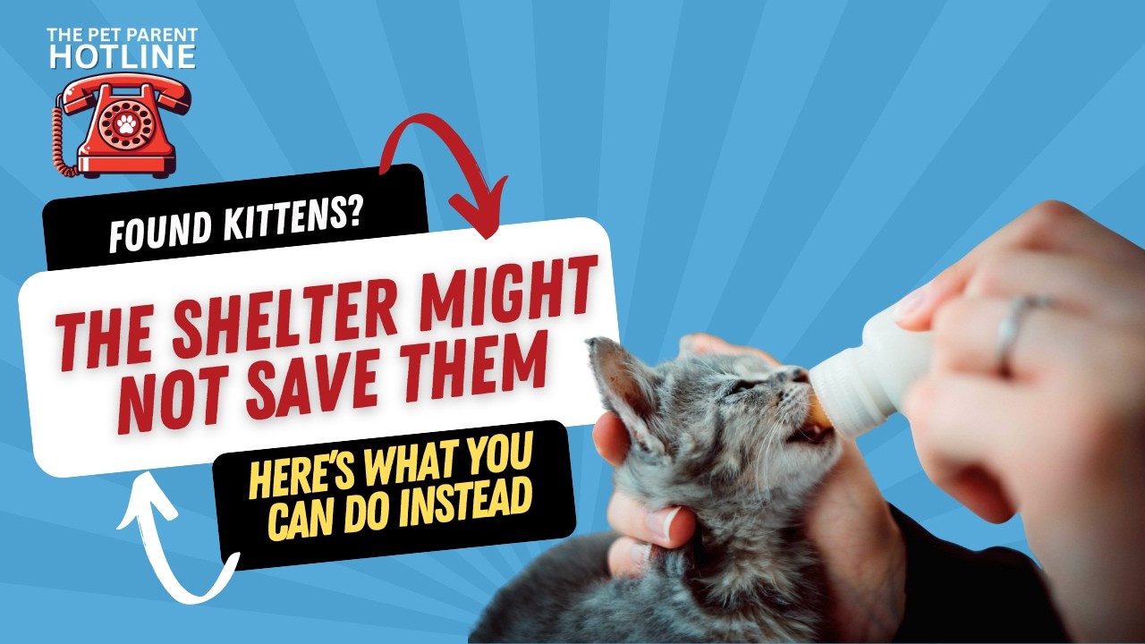 Found Kittens Dont Assume the Shelter Can Save Them