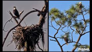 SWFL ~ M15 RETURNS WITH HIS NEW MATE! 🦅❤️ FIRST LIVE LOOK AT SWFL FOR THE NEW SEASON! | SWFL 9.17.26