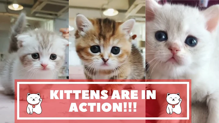 Watch the video about Cute Kittens Compilation videos - Funny Kitten Videos - Updated Video for CAT LOVER