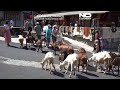 Goats roam free in this French Alpine village