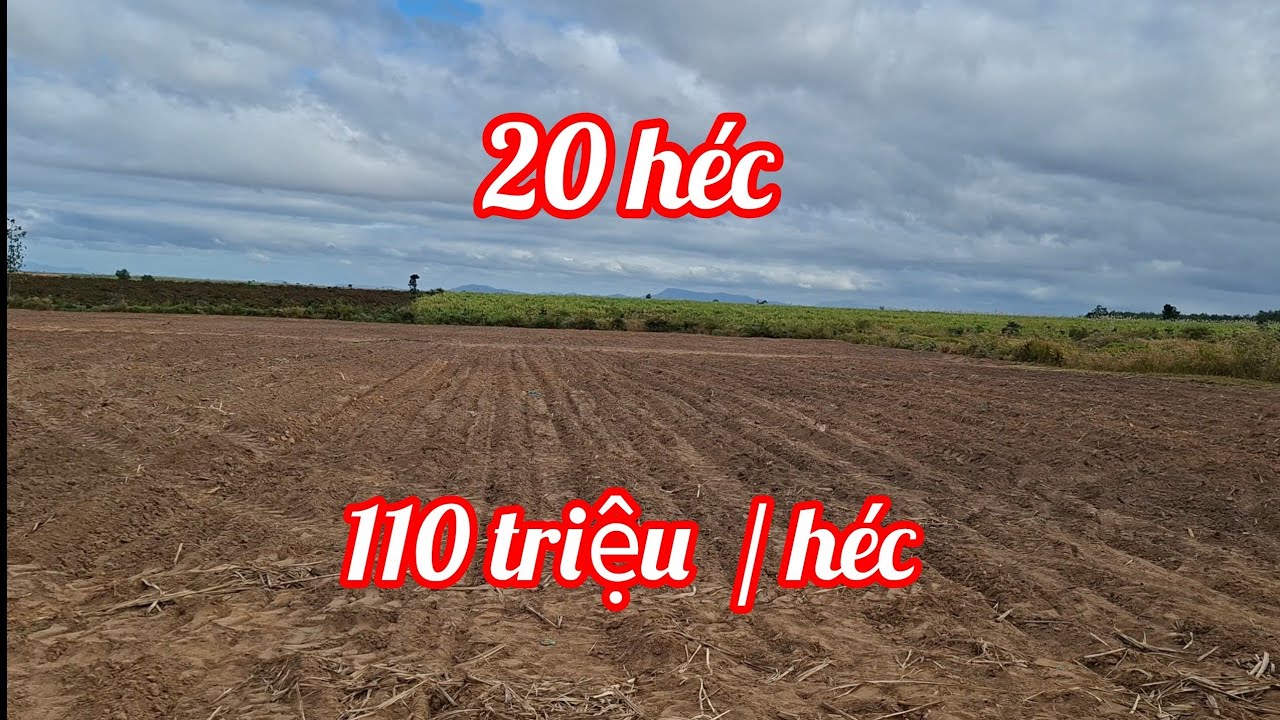 ( 365 ) 20 héc bằng như sân bay, chủ bán giá rẻ, thích hợp trồng rau màu. 